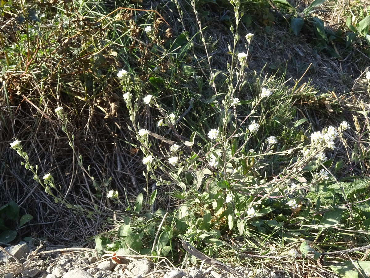 Berteroa incana (Brassicaceae)